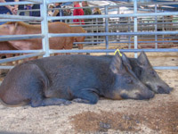 Pigs Dumfries Mart (14)